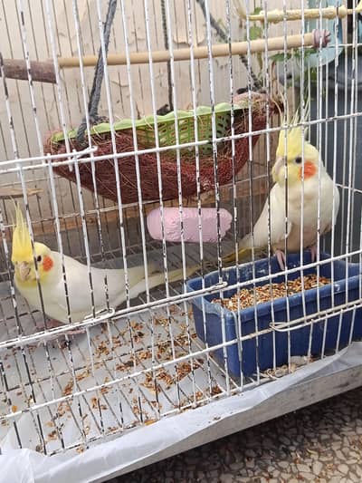 Cockatiel pair for sale in Taxila