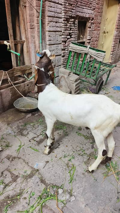 dhonde dessi bakre healthy active