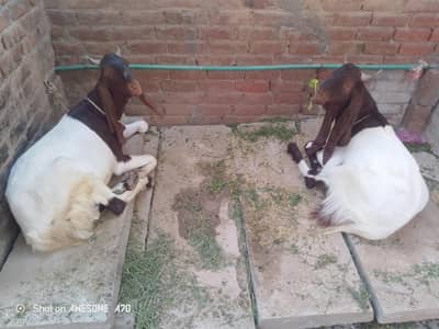 2 dant khasi bakry available for sale qurbani ka Liya