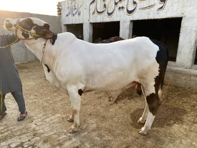 Qurbani Bachray For sale 2 Dant