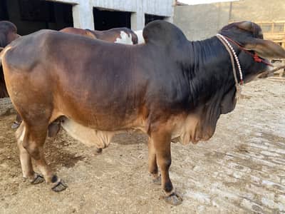 Sahiwal Bull /desi Bachra /donda wacha| Qurbani 2026 / bulls