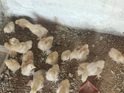 Golden Buff chicks + Rabbit + Duck