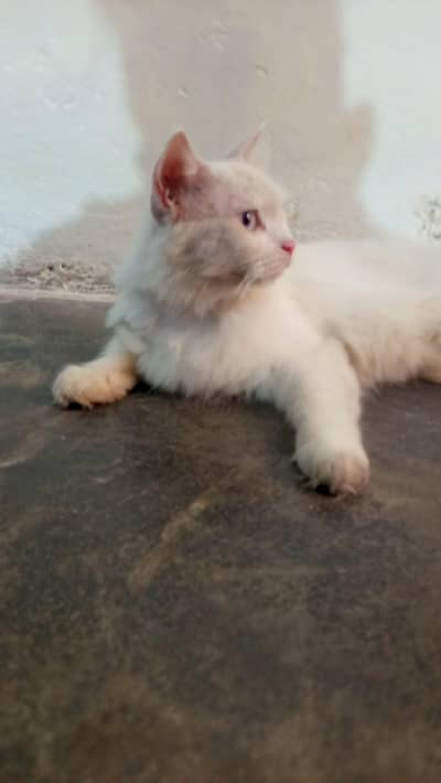 Persian Female Cat