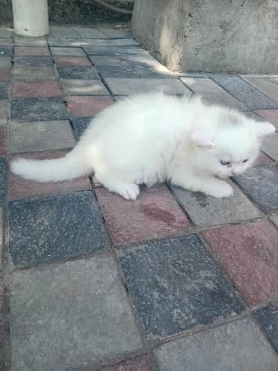 cat female