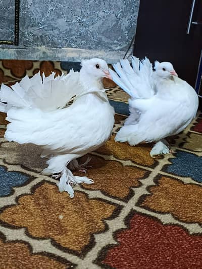it is new it is American lucky caputar