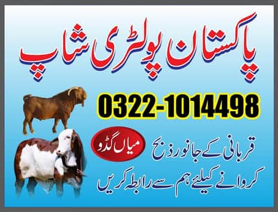 qurbani ky liya rabta kary booking jari hain