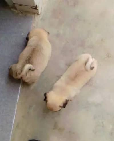 Premium Quality Pug Puppy-