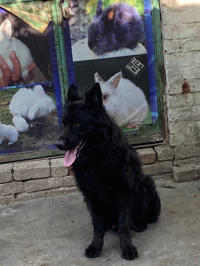 black shepherd pair  lpng coart