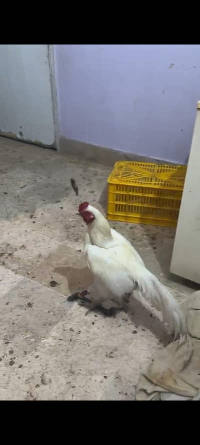 Aseel white mianwali pure double haddi.