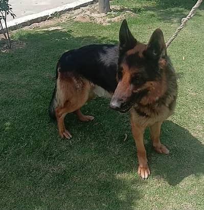 German shepherd  dog