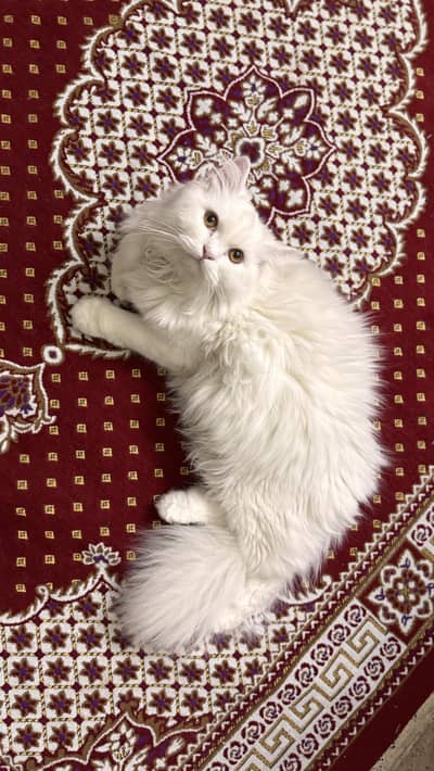 Cats for meeting