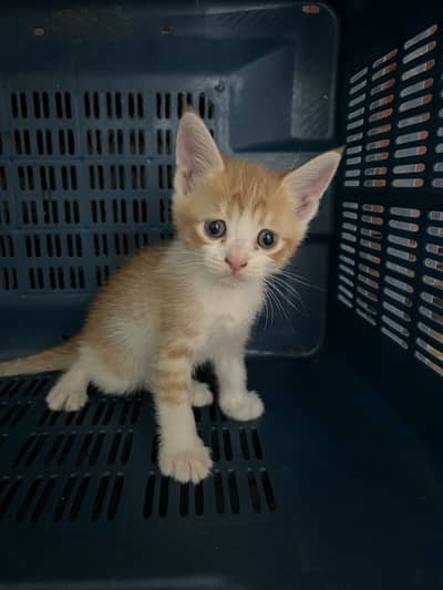 Persian kitten semi punch face lowest rate