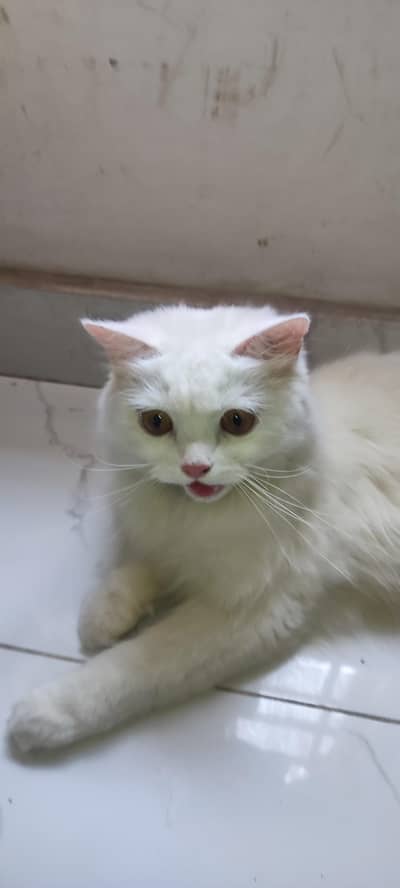 Persian Female