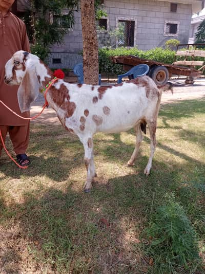 goat 2 danths