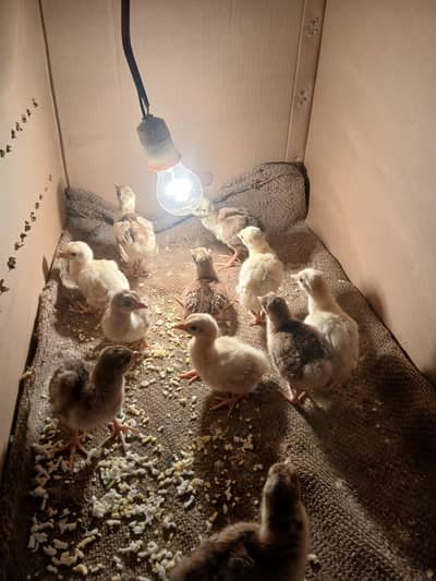 peacocks chicks for sale