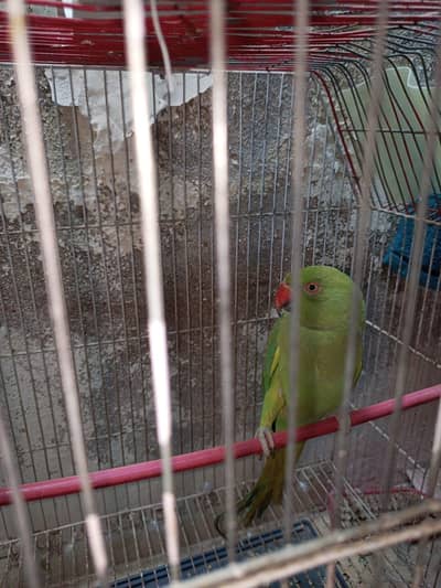 parrot