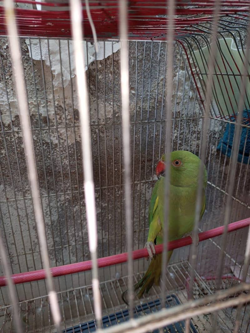parrot 0