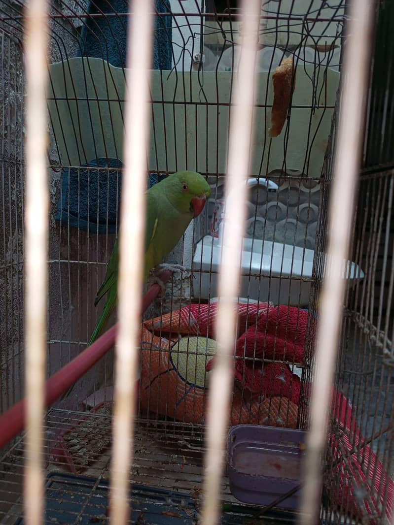 parrot 1