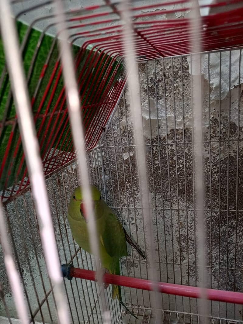 parrot 2