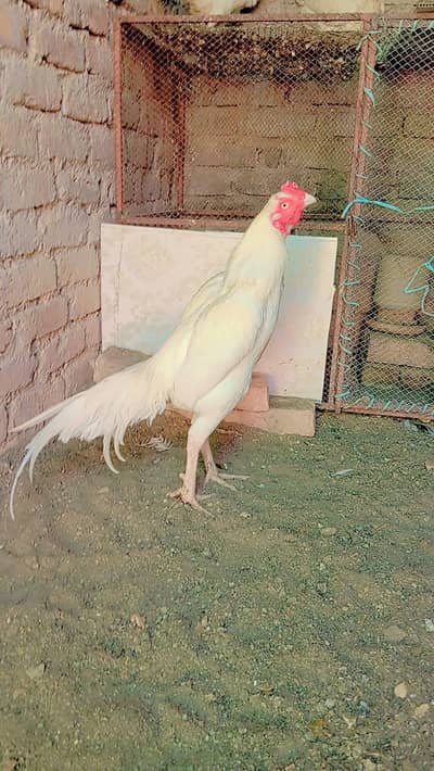 Heera Eggs