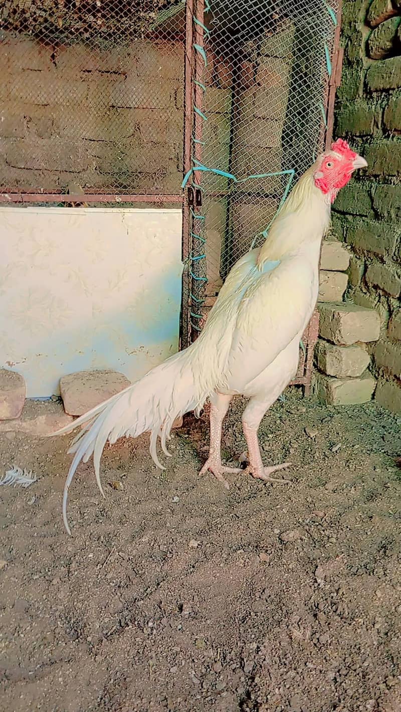 Heera Eggs 1