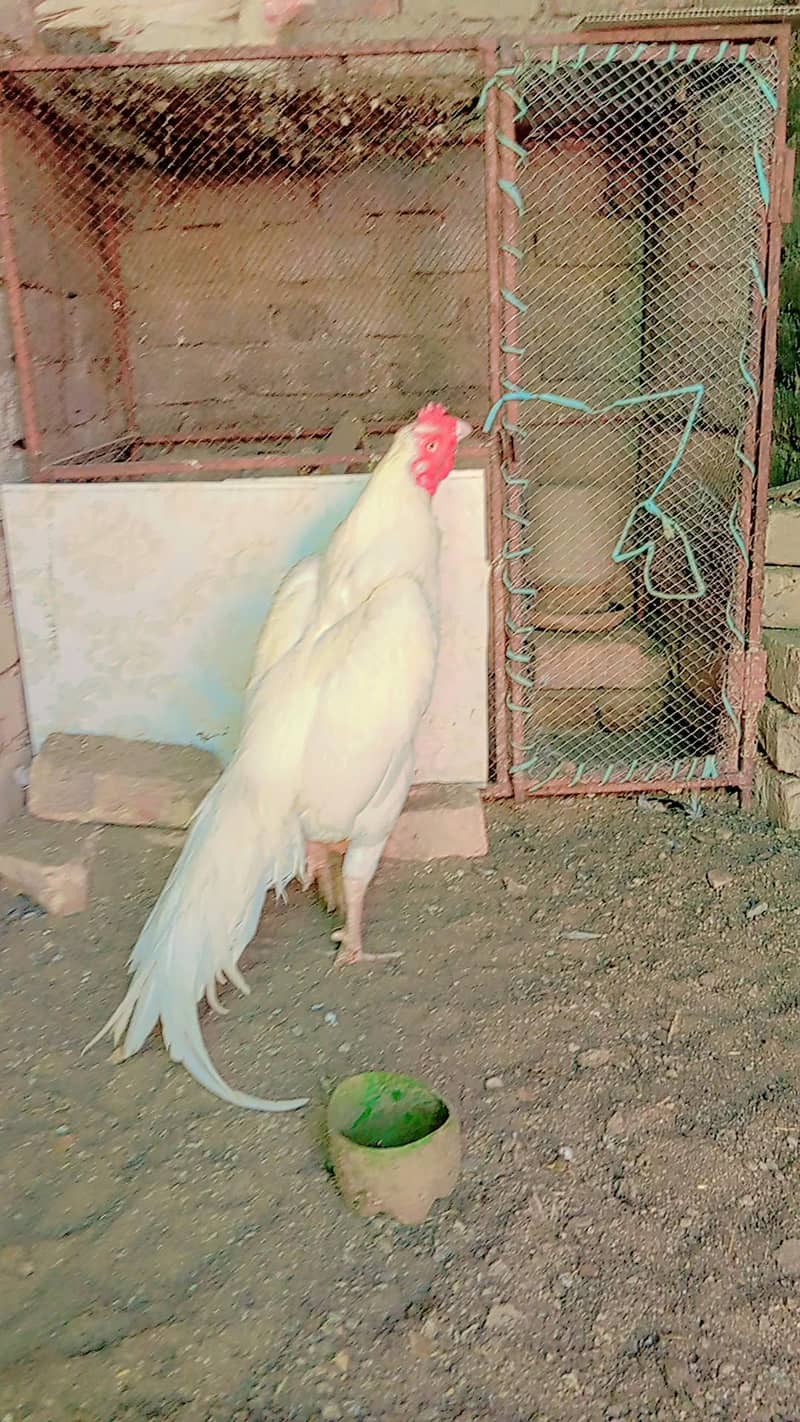 Heera Eggs 2