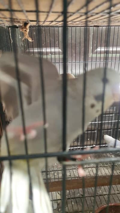 budgies under exi size  and cockatiel