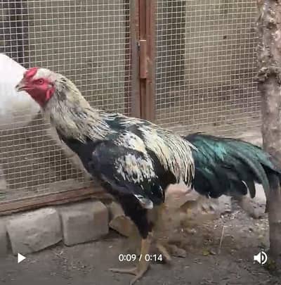 Aseel home breed available for the Sale