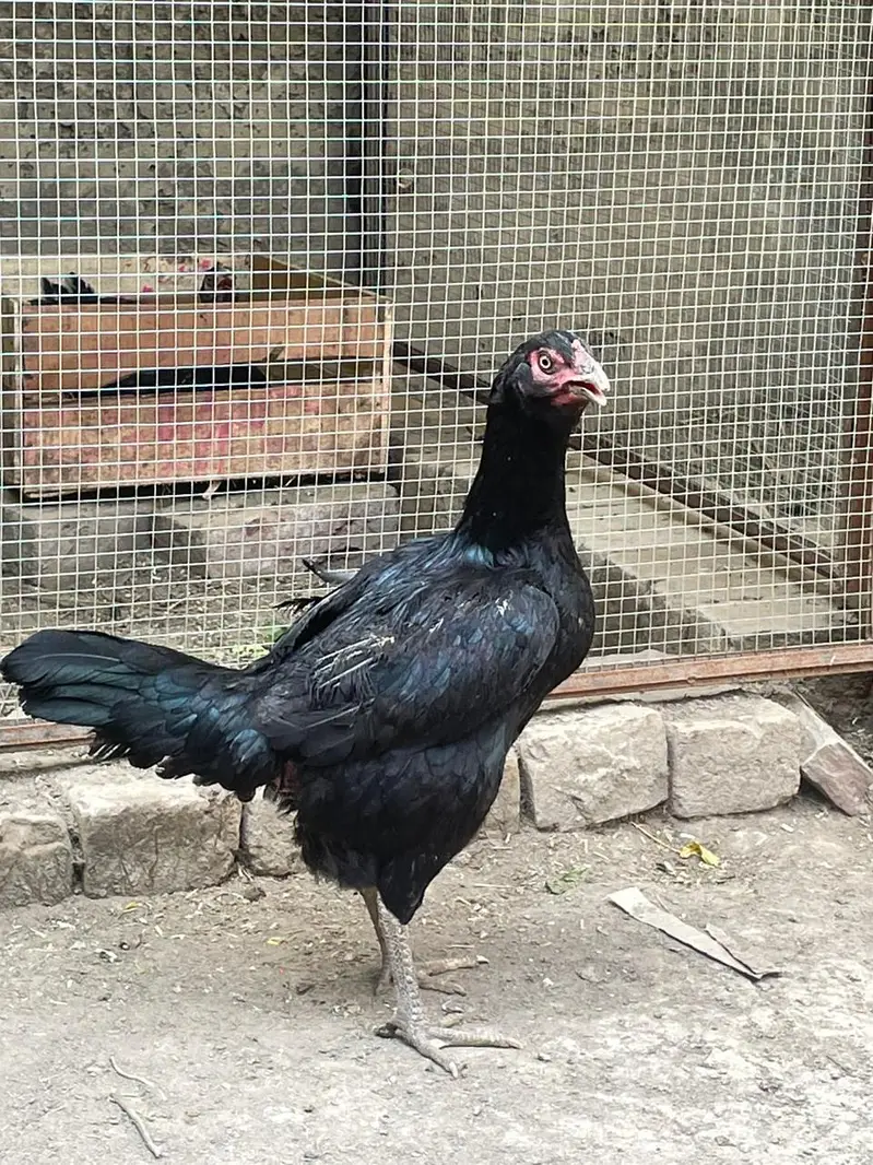 Aseel home breed available for the Sale — photo 2