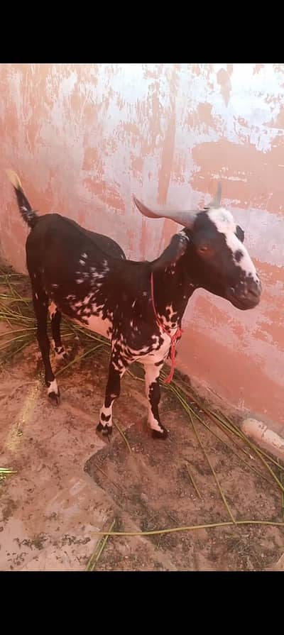 Urgent Sale 2 Dant khassi