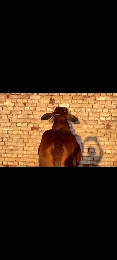 Chollistani Sahiwal Bull