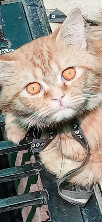 cobra eyes percian