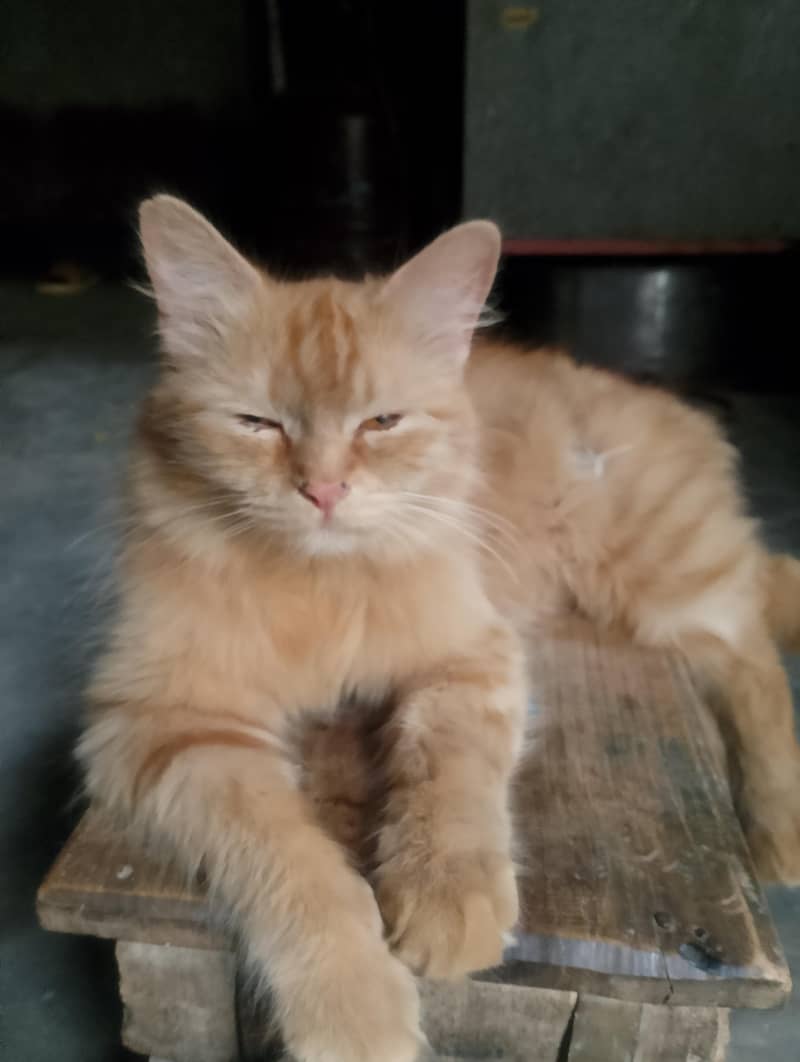 cute mano 0