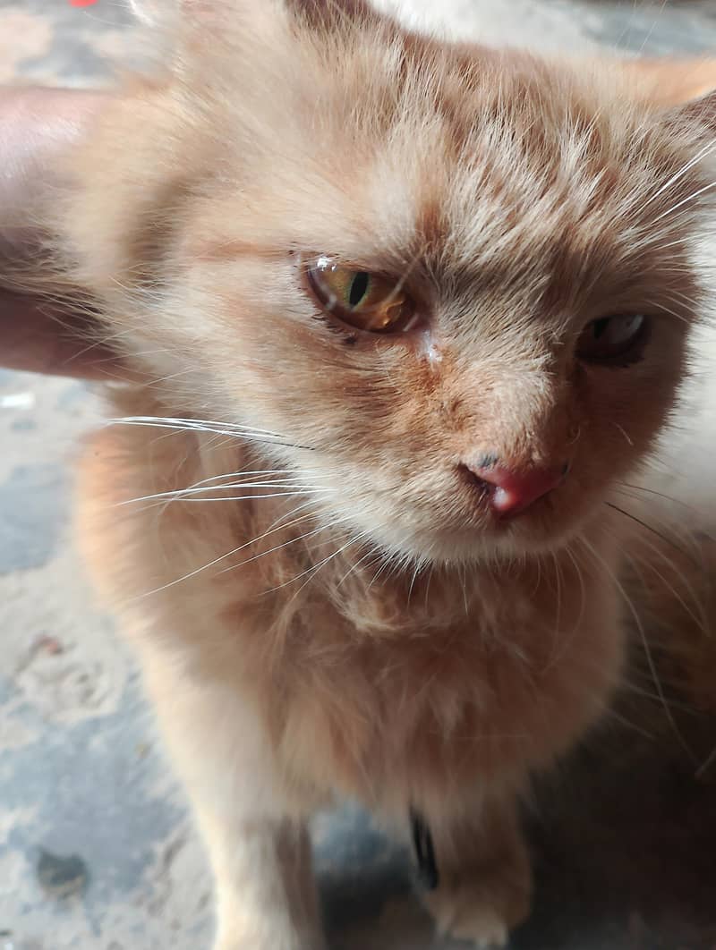 cute mano 2
