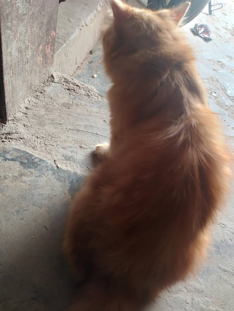 cute mano 3