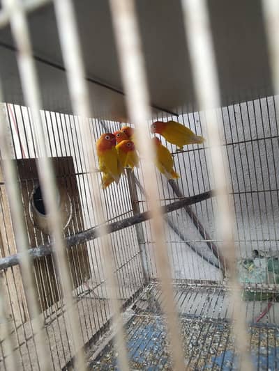 love birds for sale all pairs available jitne pair chye miljaenge
