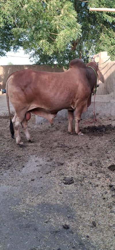 Bull For Sale Qurbani 03060256421