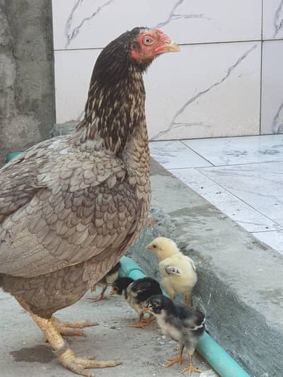 Female Aseel + 5 Chicks – Strong Breed