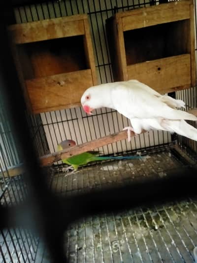 white Indian siplit CT male 03127093372