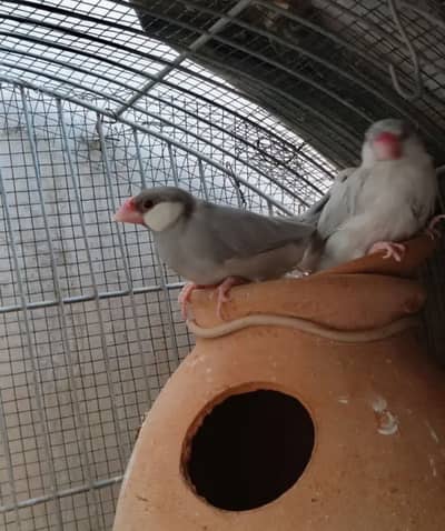1 Silver Java Pair & One Gray FeMale. Urgent sell.
