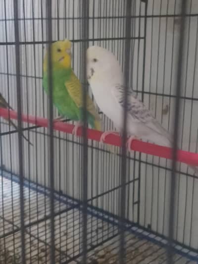 fallow Ander size male and spangle female