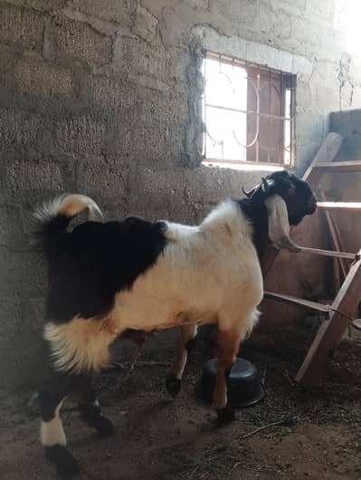 bakra 2 maximum 50 to 60 kg only ghosht