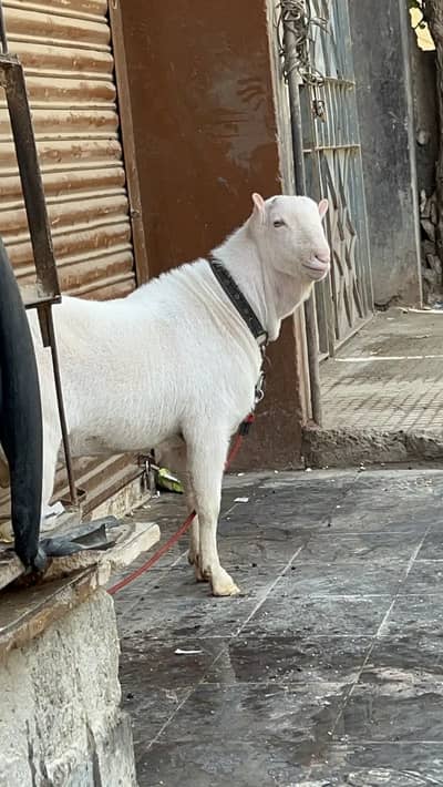 2 Dant | breader bakra | Gulabi bakra | Qurbani | teda goats for sale
