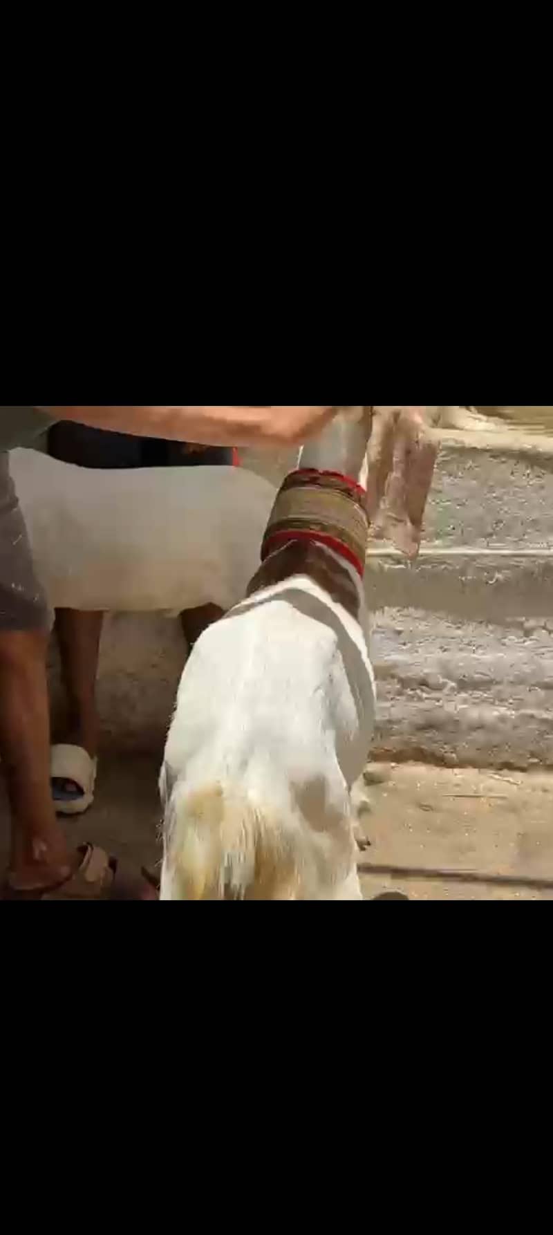 2 dant kassi abluck 1