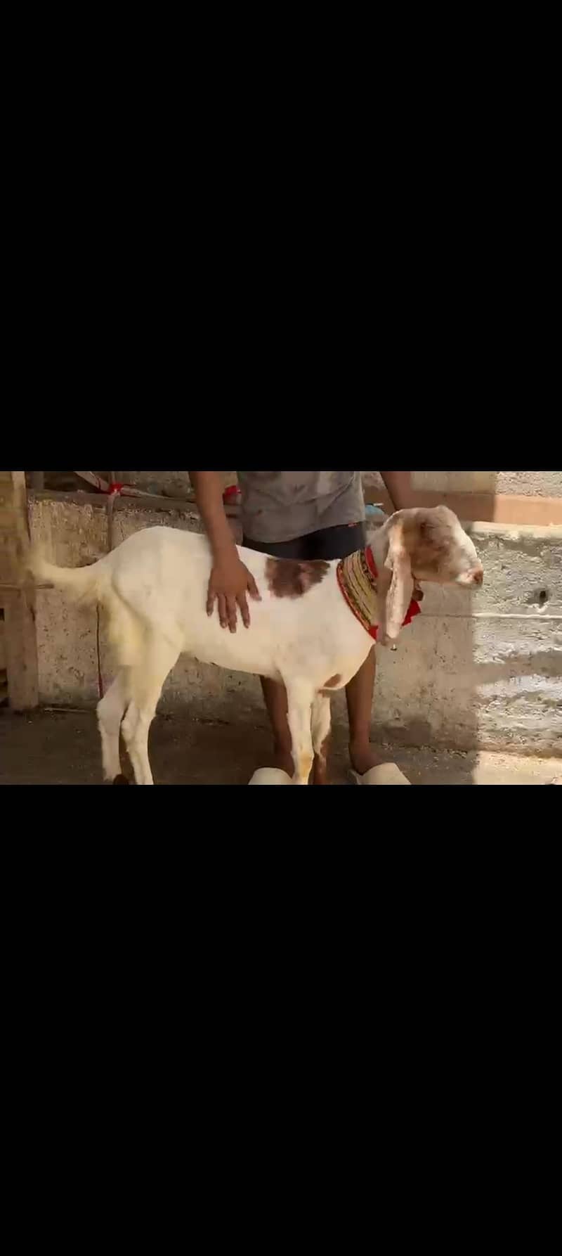 2 dant kassi abluck 3