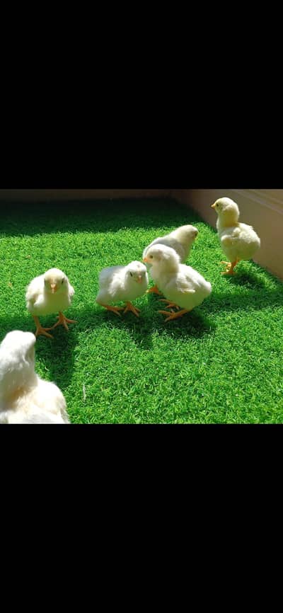 White Aseel | Heera Aseel | Aseel Chicks