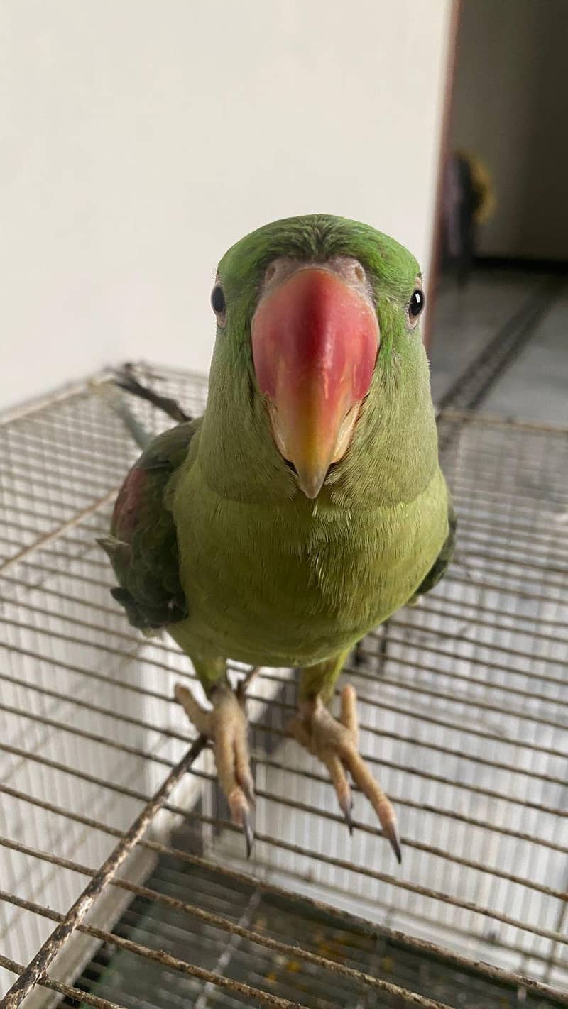 raw parrot 0