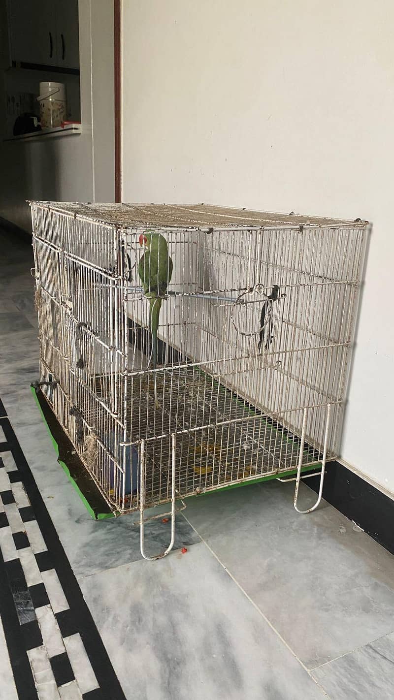 raw parrot 1