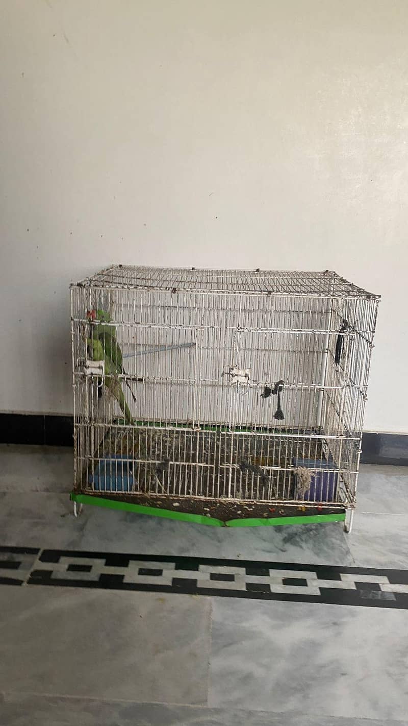 raw parrot 2