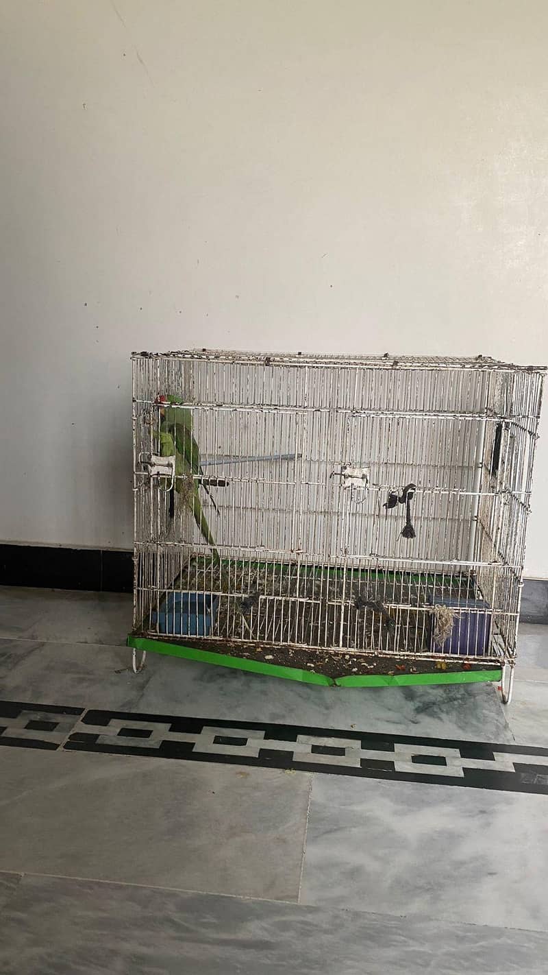 raw parrot 3